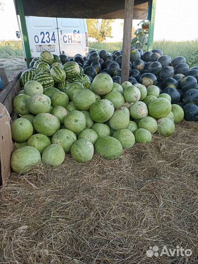 Арбуз оптом