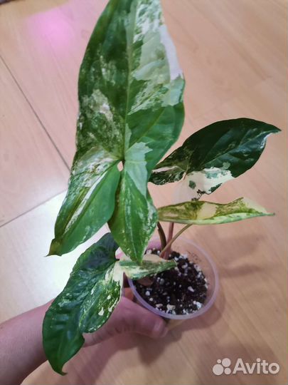 Сингониумы сортовые