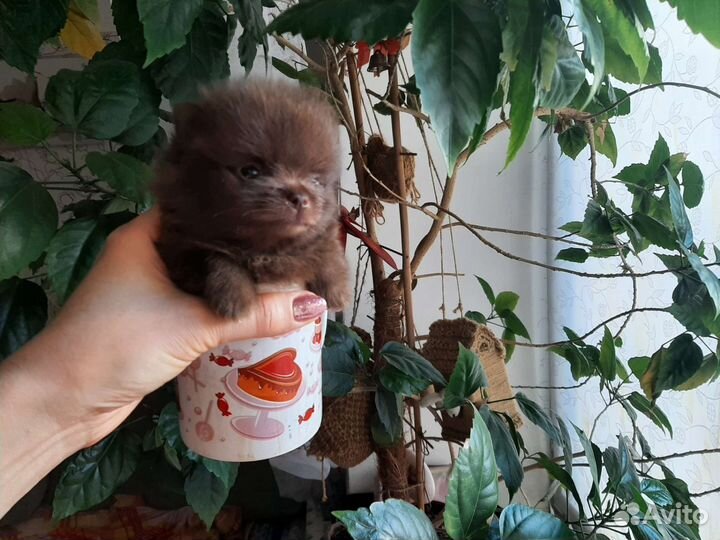 Шпиц микро мишка шоколад