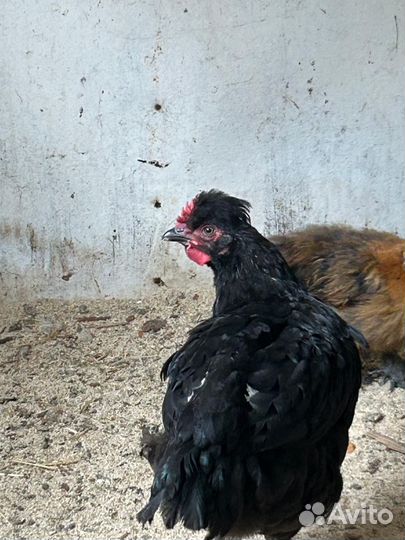 Петушки с прилитием крови Марана, хохлатых