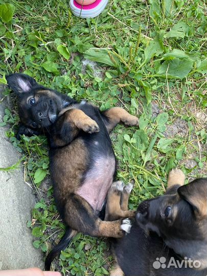 Отдам щенят в добрые руки