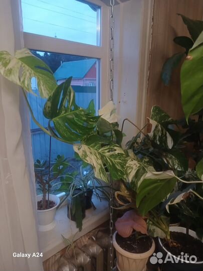 Комнатные растения