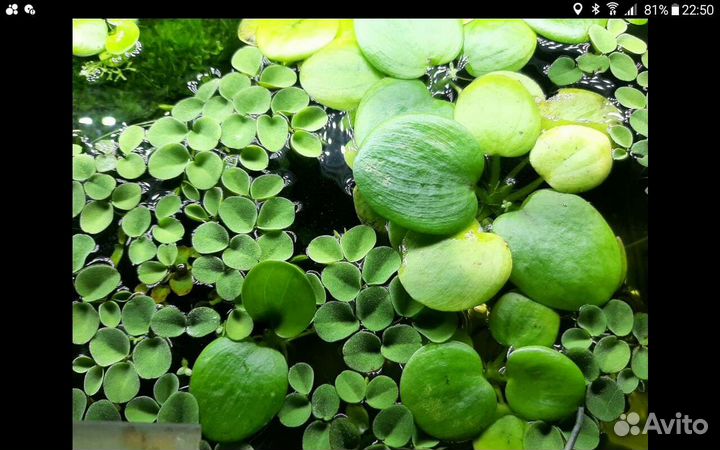 Аквариумные креветки,рыбки и растение