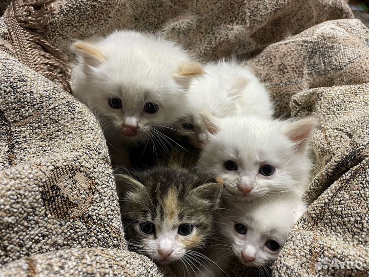 Отдам котят в добрые руки