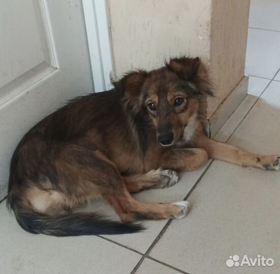 Собака в добрые руки щенок