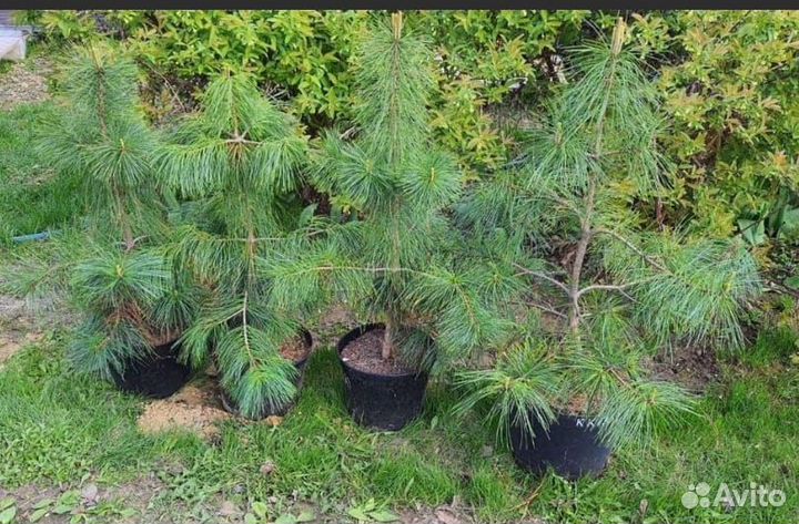 Кедр корейский с голубой воздушной хвоëй
