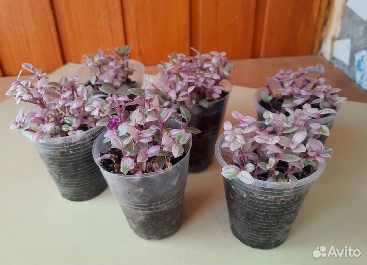 Лизимахия или вербейник монетчатый, коллизия розов