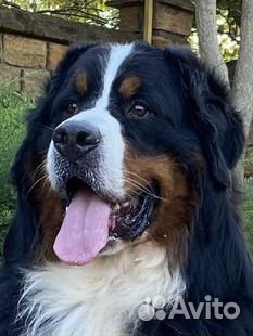 Бернский зенненхунд вязка