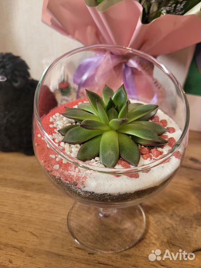 Флорариум суккуленты