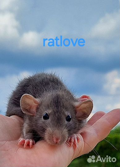 Крысята дамбо малыши от ratlove