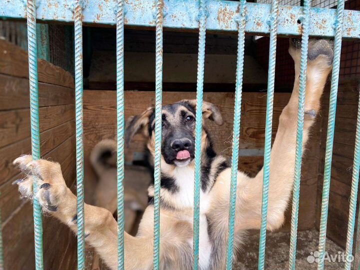 Джун.малышка ждёт тебя в приюте