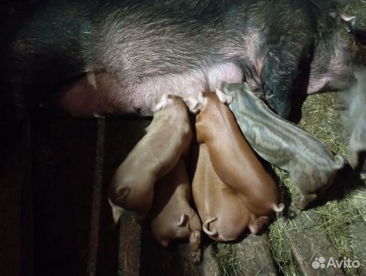Поросята