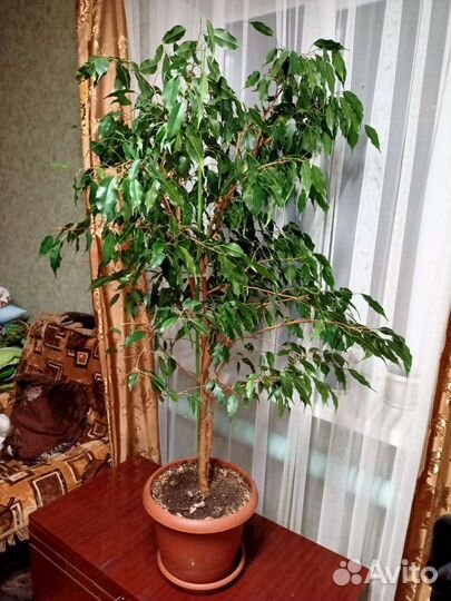 Фикус бенджамина