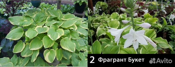 Хосты с красивыми и ароматными цветами