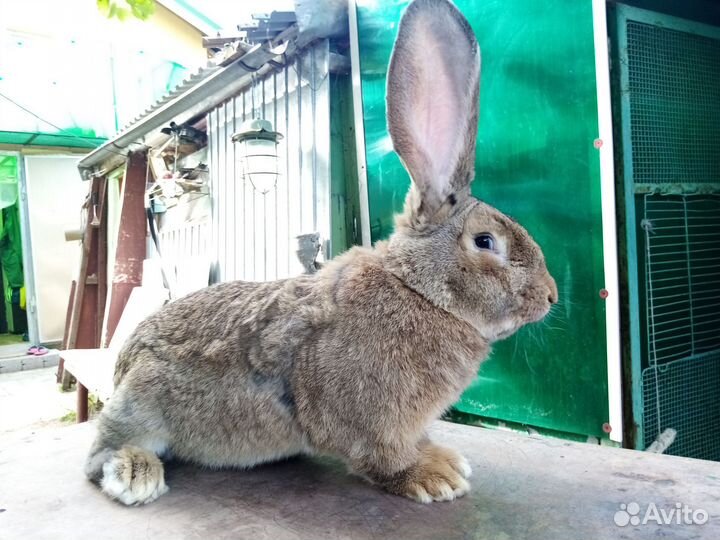 Крол Фландер