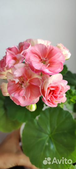 Пеларгонии сортовые