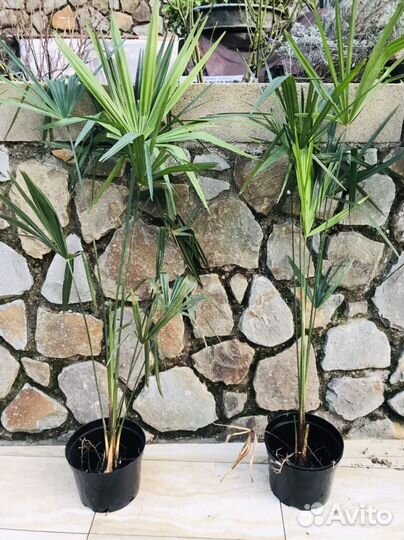 Пальма веерная