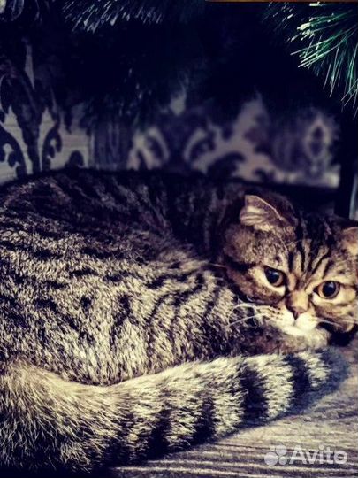 Отдам кошек шотландскую вислоухую и найденыша