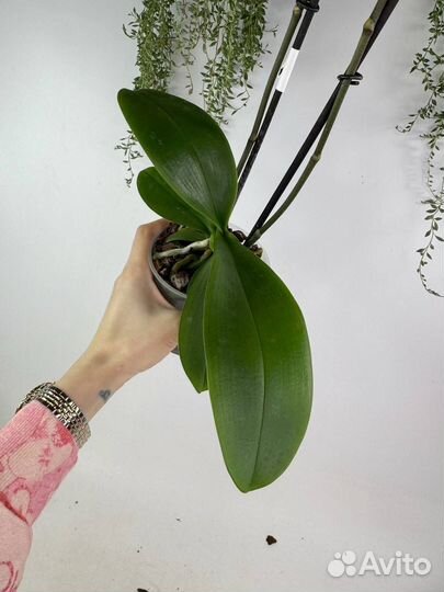 Орхидея фаленопсис Тоши неоновый пелор