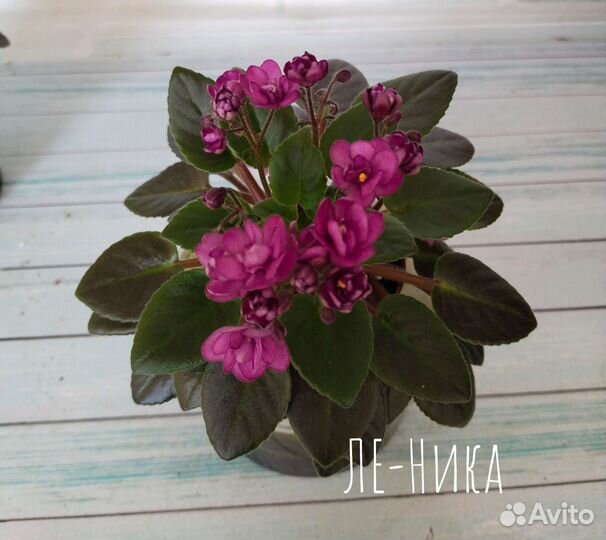 Миниатюрные фиалки