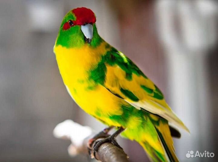 Попугай какарик