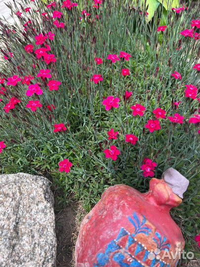 Барвинок, гвоздика, крапивка, Птицемлечник