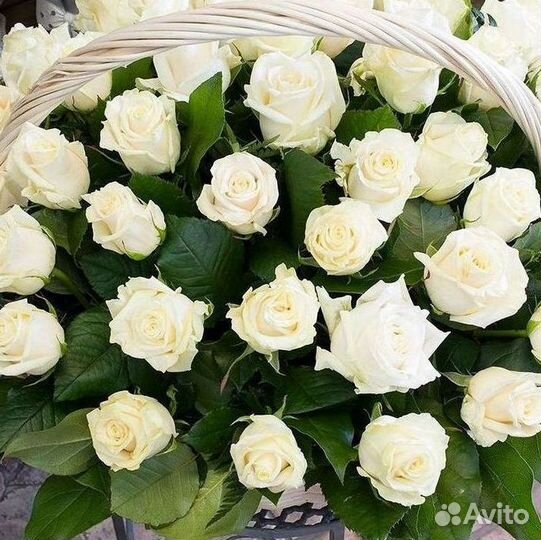 Метровые розы Доставка цветов