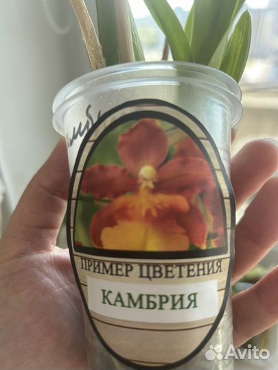 Орхидея камбрия