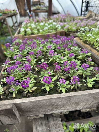 Рассада цветов