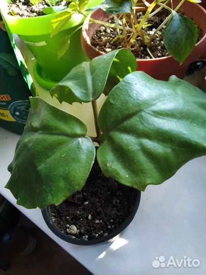 Тетрастигма. Бегония. Гинура. Лантана. Камнеломка