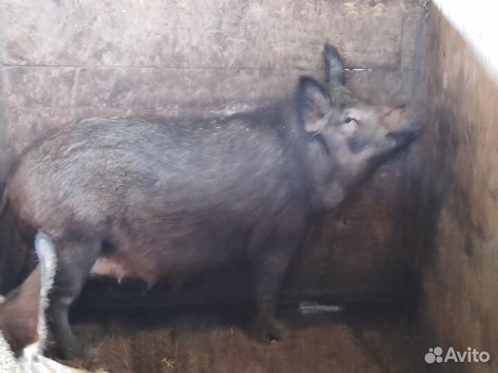 Поросята дюрок с венгерской мангалицей