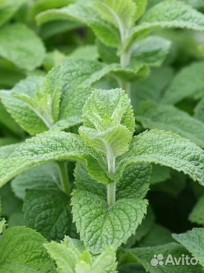 Мята