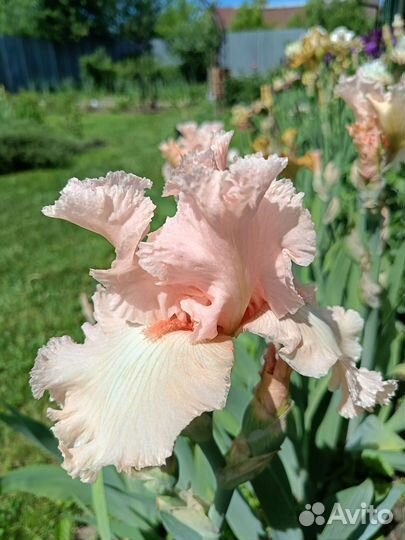 Ирис 2 часть