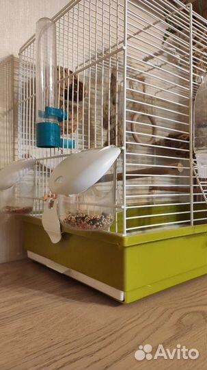 Амадины с клеткой