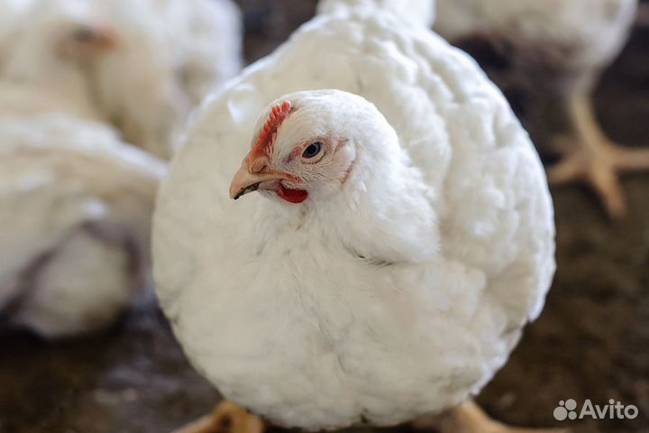 Куры бройлеры живым весом