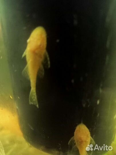 Жёлтые и серые сомики анцитруса. Креветки