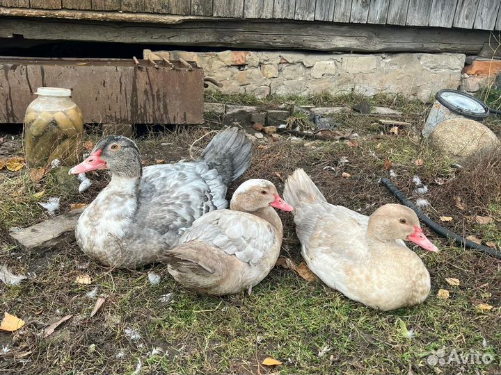 Утки индийский бегунок, индоутки