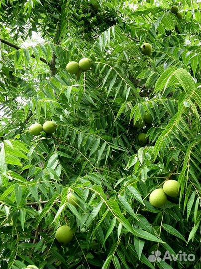 Семена черного ореха (Juglans nigra, Black Walnut)