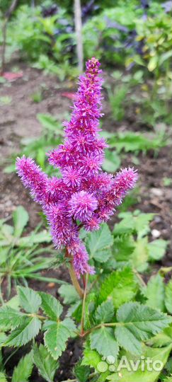 Астильба куст