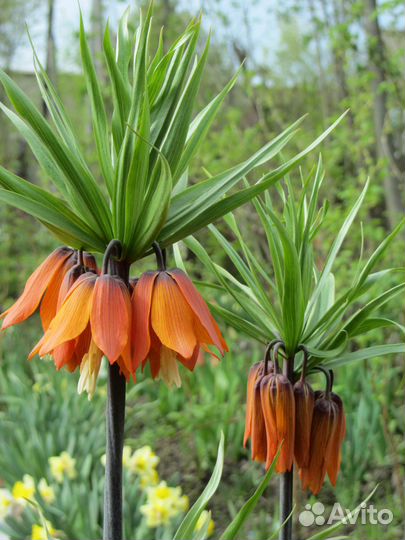 Луковицы рябчика императорского