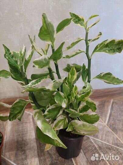 Цветы комнатные продам