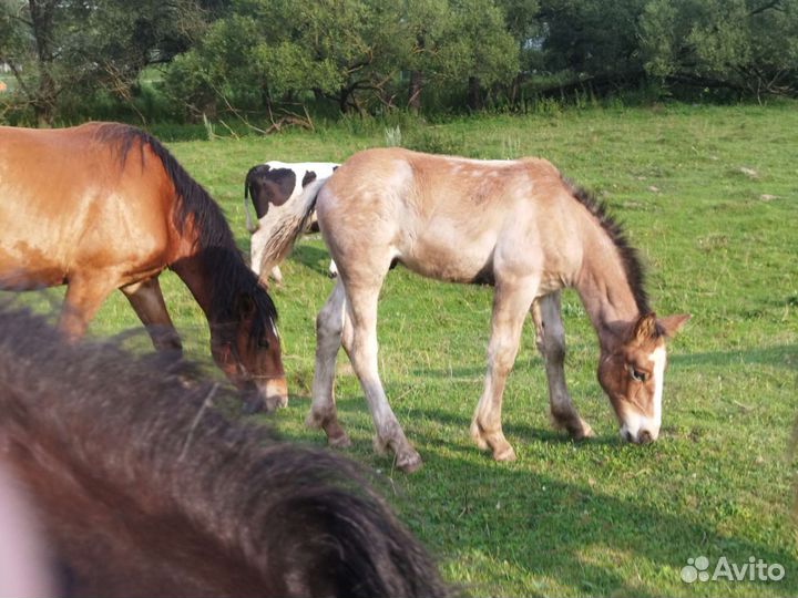 Конский и коровий навоз