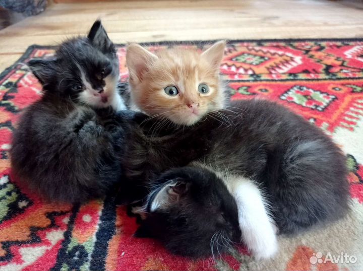 Котята 1,5 месяцев