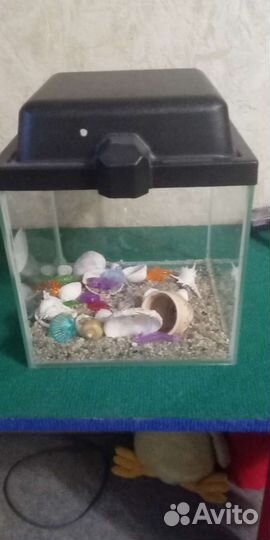 Аквариум