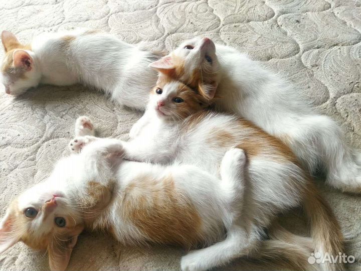 Котики ищут семью