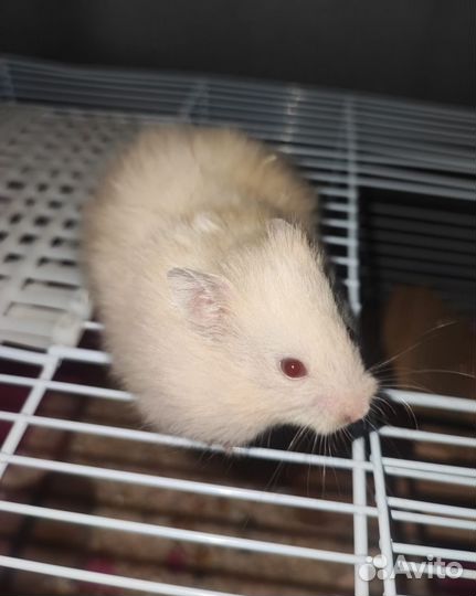 Хомяк сирийский