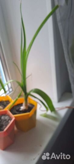 Индийский лук от всех недуг