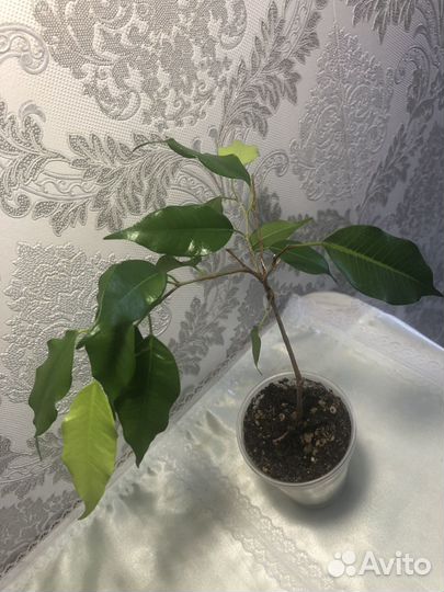 Фикусы бенджамина и каучуконосный