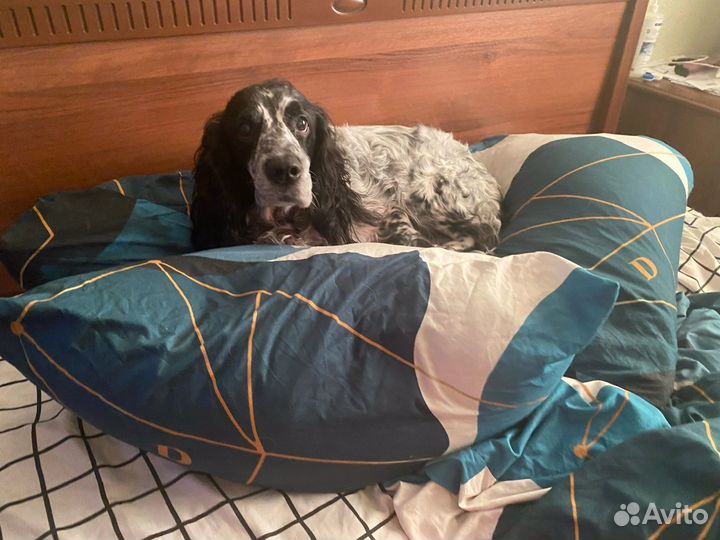 Русский спаниэль для вязки