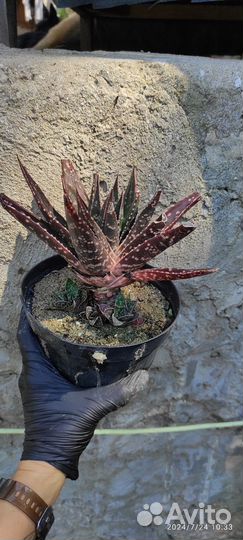 Суккуленты